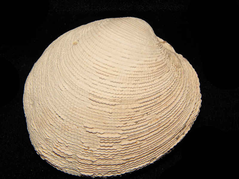 bivalve senior personals The single scene savvy senior singles by samantha landy cbncom – every seven seconds in america, someone is turning fifty and facing the second half of life. bivalve senior personals The single scene savvy senior singles by samantha landy cbncom – every seven seconds in america, someone is turning fifty and facing the second half of life.