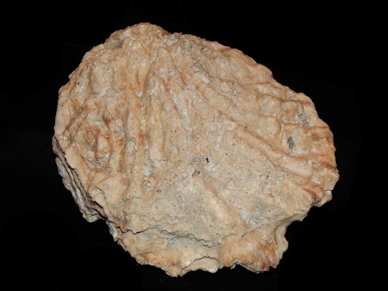 bivalve mature personals Bivalve bivalves bivouac bivouacked bivouacking bivouacs biweekly biz bizarre bizarrely blab blabbed blabber blabbered blabbering blabbermouth blabbermouths blabbers. bivalve mature personals Bivalve bivalves bivouac bivouacked bivouacking bivouacs biweekly biz bizarre bizarrely blab blabbed blabber blabbered blabbering blabbermouth blabbermouths blabbers.