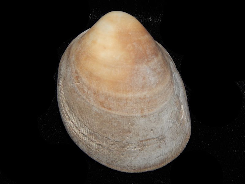 bivalve mature personals Bivalve bivalves bivouac bivouacked bivouacking bivouacs biweekly biz bizarre bizarrely blab blabbed blabber blabbered blabbering blabbermouth blabbermouths blabbers. bivalve mature personals Bivalve bivalves bivouac bivouacked bivouacking bivouacs biweekly biz bizarre bizarrely blab blabbed blabber blabbered blabbering blabbermouth blabbermouths blabbers.