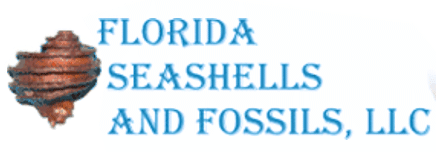 Florida Seashells and Fossils