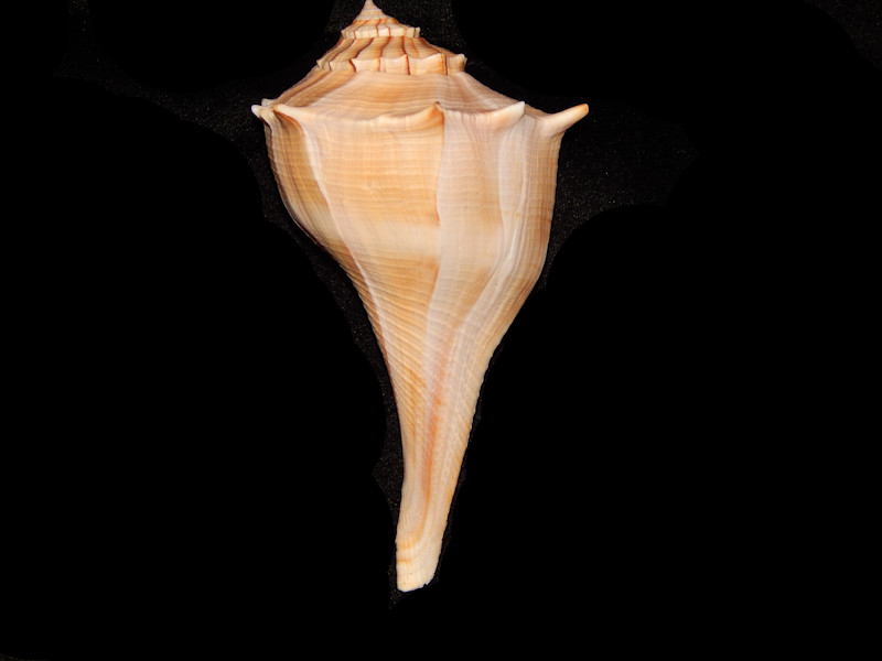 Sinistrofulgur sinistrum 5 5/8” w/o-Sanibel Island-Lot#13309 Sinistrofulgur sinistrum 5 5/8” w/o-Sanibel Island-Lot#13309