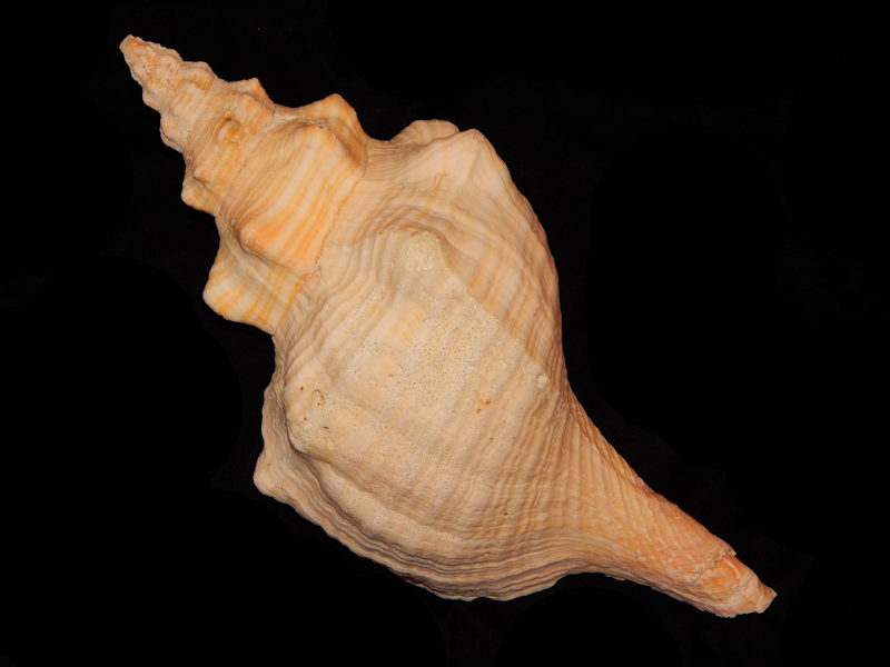 Triplofusus papillosus 14” Giant-Sanibel from Hermine Lot#12784 Triplofusus papillosus 14” Giant-Sanibel from Hermine Lot#12784