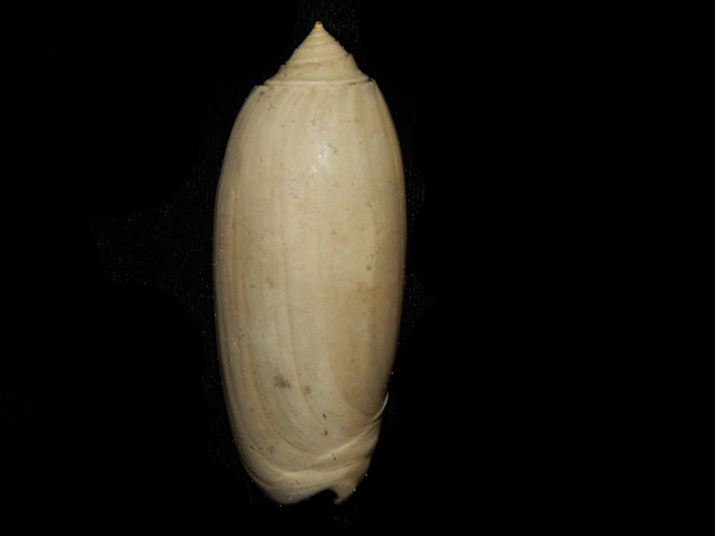 Americoliva roseae 2 5/8"-Nashua Formation-Lot#14279 Americoliva roseae 2 5/8"-Nashua Formation-Lot#14279