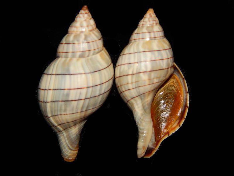 Cinctura hunteria (2) 2 3/8” or 2 5/8”-San Carlos Bay-Lot#12231 Cinctura hunteria (2) 2 3/8” or 2 5/8”-San Carlos Bay-Lot#12231