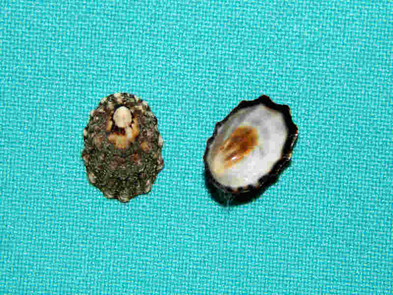 Lottia digitalis (2) 16.69mm & 16.81mm.-Gorgeous-Lot#12972 Lottia digitalis (2) 16.69mm & 16.81mm.-Gorgeous-Lot#12972