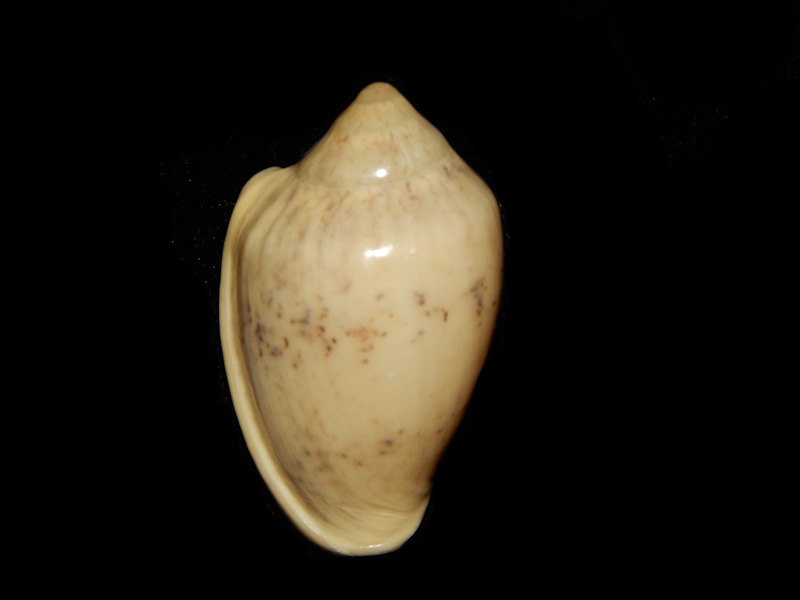 Marginella lineolata-False Bay, SW Cape South Africa-Lot#11892 Marginella lineolata-False Bay, SW Cape South Africa-Lot#11892