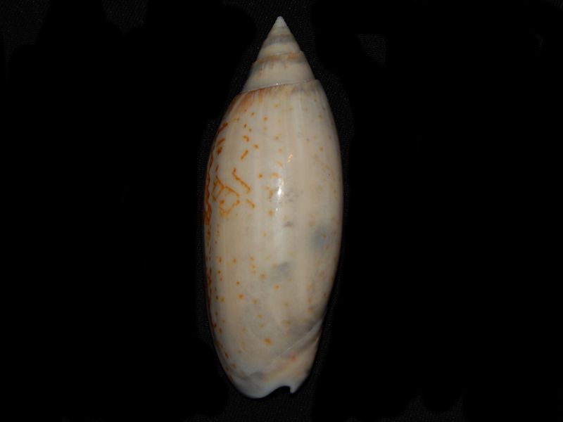 Olividae
