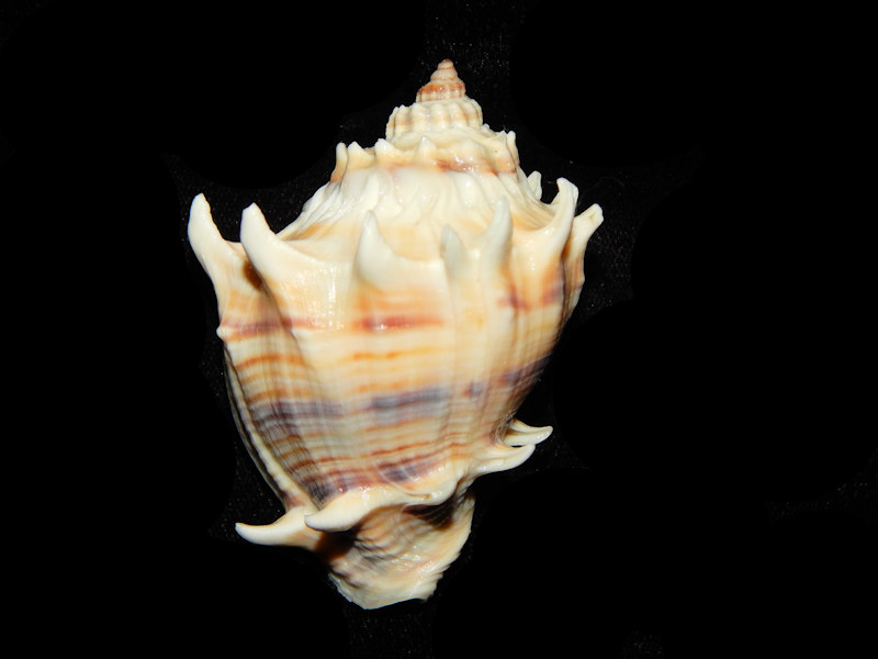 Melongena corona 2 3/4” w/o-Blind Pass Sanibel-Lot#14384 Melongena corona 2 3/4” w/o-Blind Pass Sanibel-Lot#14384