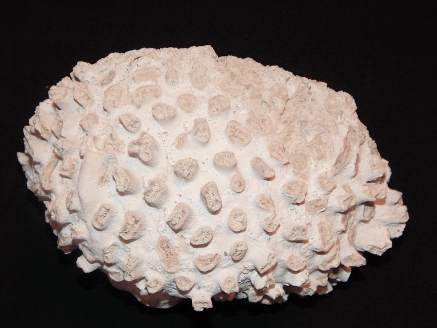 Dichocoenia cf. eminens-8 7/8""Oustanding Piece"-Lot # 10005 Dichocoenia cf. eminens-8 7/8""Oustanding Piece"-Lot # 10005
