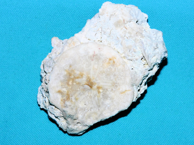 Abertella carlsoni 1 5/8” or 37.59mm.New Fossil Echinoid#16914 Abertella carlsoni 1 5/8” or 37.59mm.New Fossil Echinoid#16914