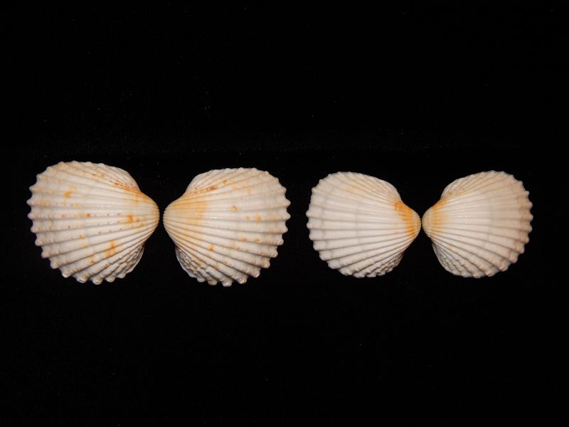 Acanthocardia tuberculata (2)- Albinos Lot # 10114 Acanthocardia tuberculata (2)- Albinos Lot # 10114