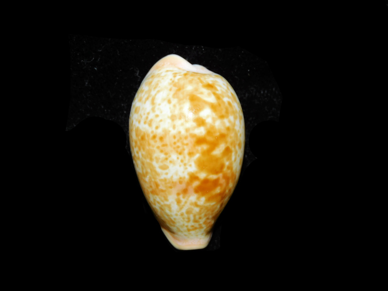 Schilderia achatidea inopinata 1 ½” & 35.94mm."Senegal"#700910 - Click Image to Close
