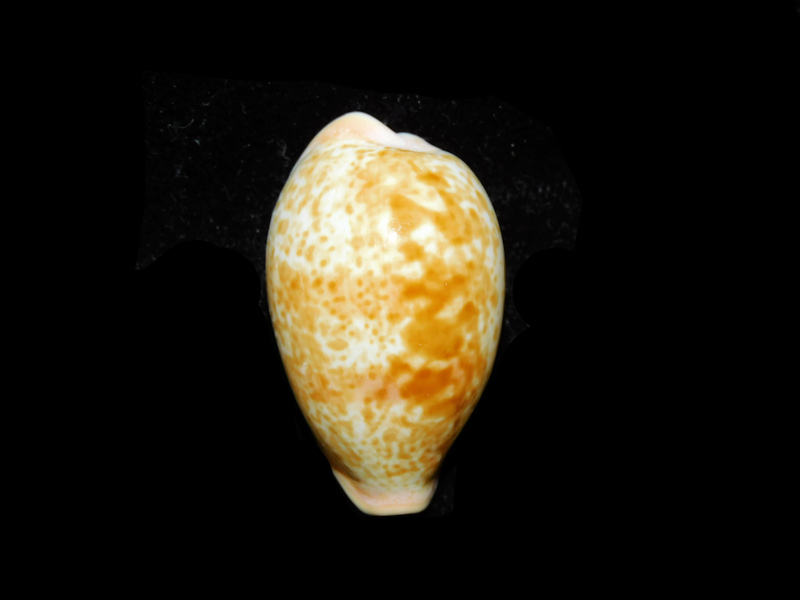 Schilderia achatidea inopinata 1 ½” & 35.94mm."Senegal"#700910 Schilderia achatidea inopinata 1 ½” & 35.94mm."Senegal"#700910