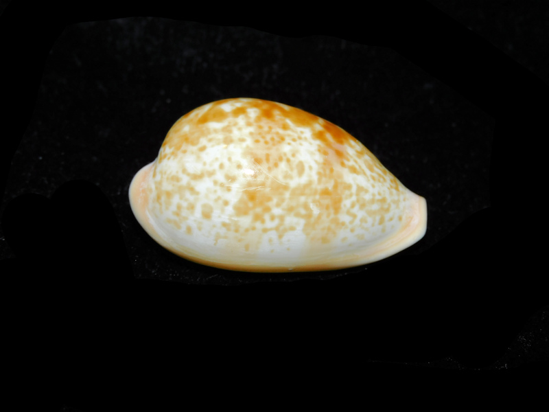 Schilderia achatidea inopinata 1 ½” & 35.94mm."Senegal"#700910 - Click Image to Close