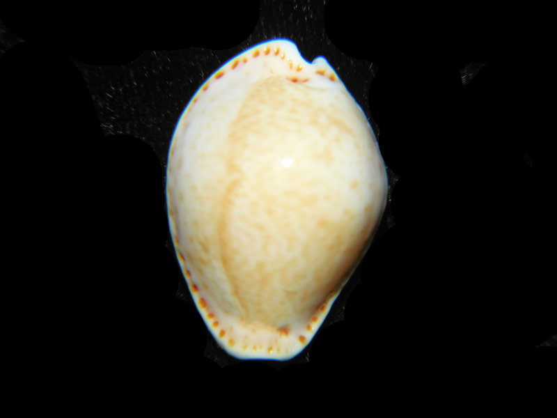 Naria acicularis 1 1/8” or 27.42mm. "Large" LOT#901311JB (image for) Naria acicularis 1 1/8” or 27.42mm. "Large" LOT#901311JB