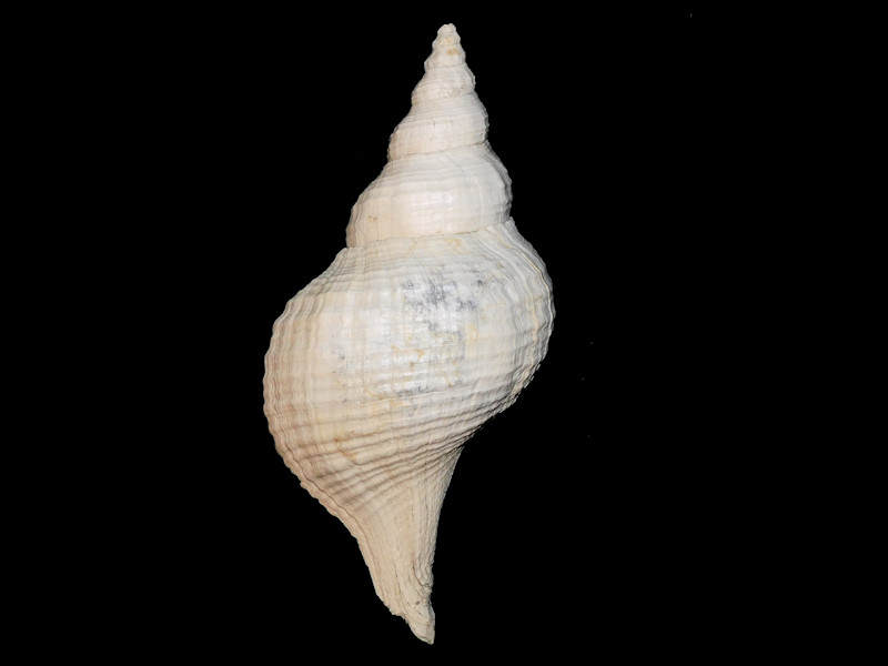 Triplofusus acmaensis 12” or 307mm. "Giant Rare" #300004 - Click Image to Close