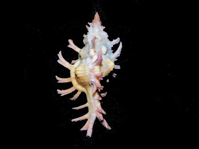Chicoreus aculeatus 2 3/8” or 56.95mm. "Superb LG" #700153 Chicoreus aculeatus 2 3/8” or 56.95mm. "Superb LG" #700153
