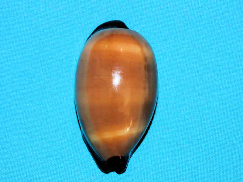 Talparia exusta 2 5/8” or 65.24mm.Djibouti Lot#901217JB (image for) Talparia exusta 2 5/8” or 65.24mm.Djibouti Lot#901217JB