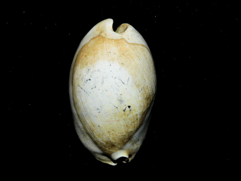 Akleistostoma juliagardnerae 2 7/8” or 73.97mm."Variant"#400121