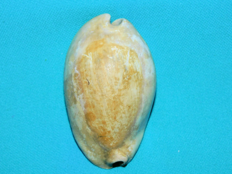Akleistostoma adrienae 2 ½” or 60.29mm. "Rare" #800074 Akleistostoma adrienae 2 ½” or 60.29mm. "Rare" #800074