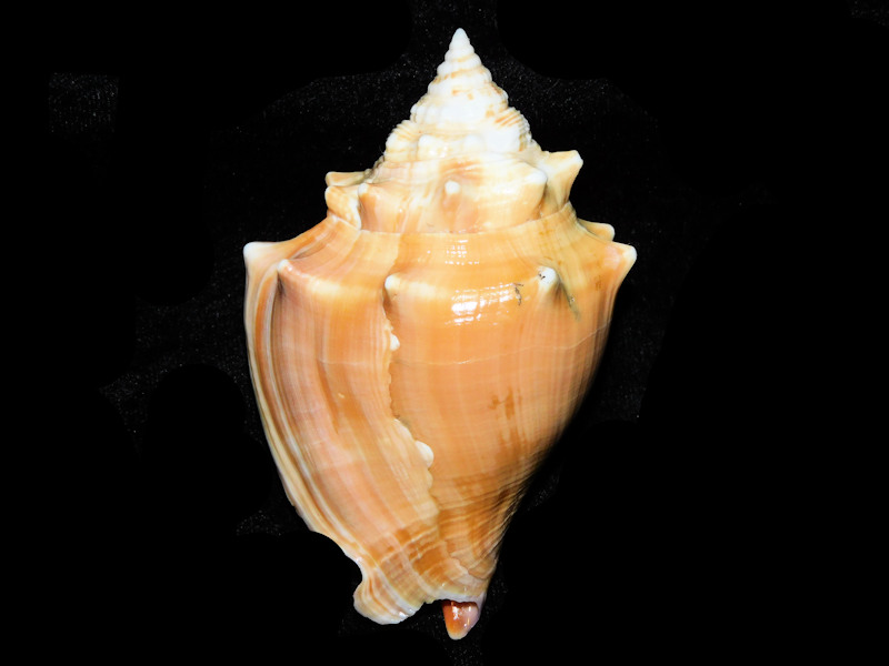 Strombus alatus 3 5/8” or 88.63mm."Adult" Sanibel" #17521 Strombus alatus 3 5/8” or 88.63mm."Adult" Sanibel" #17521
