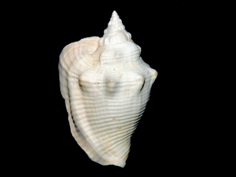 Persististrombus aldrichi 1 7/8” & 49.28mm"Superb Adult" #700756