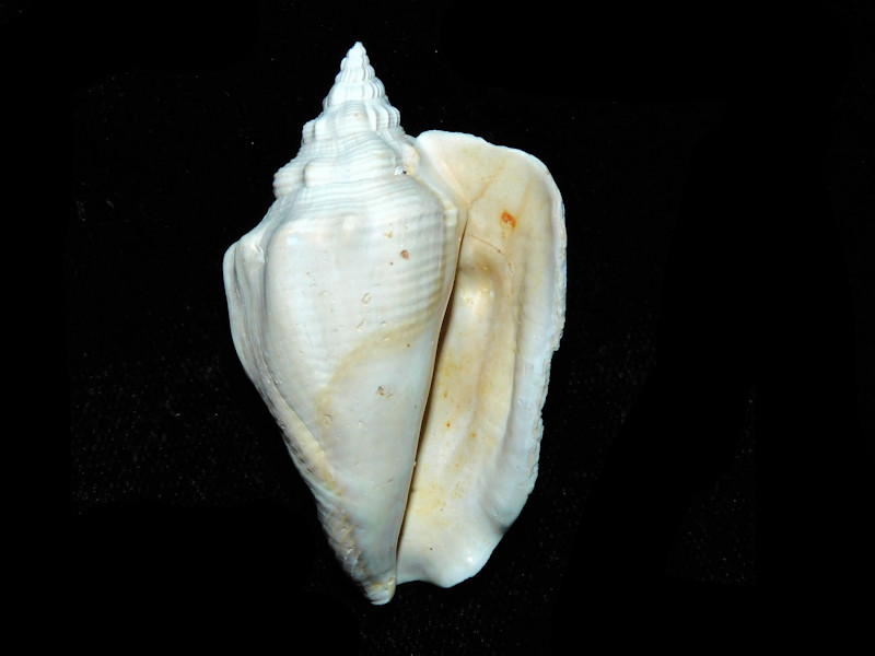 Persististrombus aldrichi 1 7/8” & 49.28mm"Superb Adult" #700756