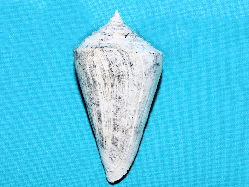 Contraconus adversarius 3 1/8” or 78.93mm. "True Shell"#600045