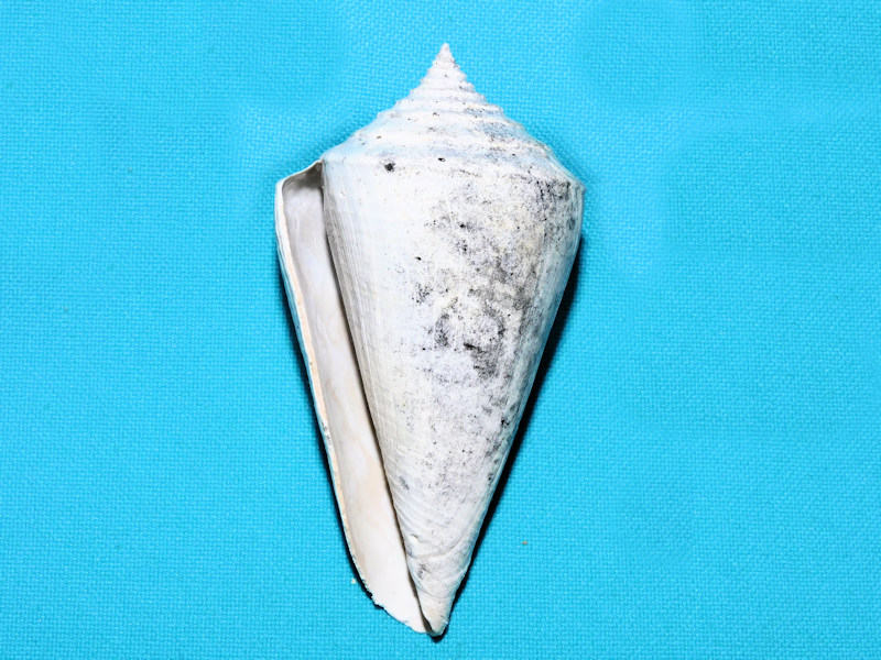 Contraconus adversarius 3 1/8” or 78.93mm. "True Shell"#600045