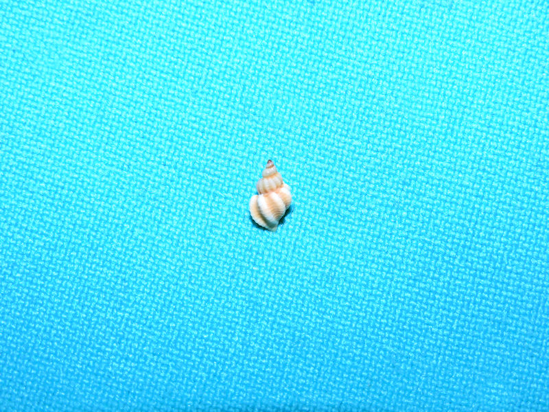 Agatrix agassizii 7.27mm.Deep Water Rare#16932 Agatrix agassizii 7.27mm.Deep Water Rare#16932