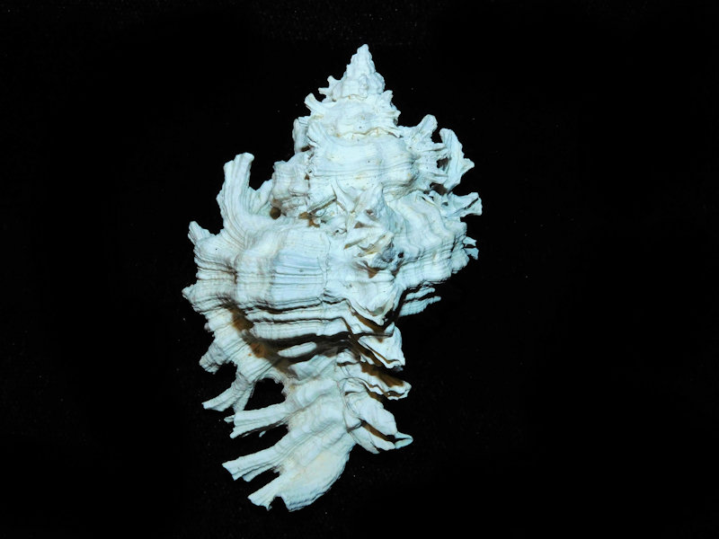 Chicoreus stephensae 2 ¾” or 68.67mm."Museum Quality" #700415 Chicoreus stephensae 2 ¾” or 68.67mm."Museum Quality" #700415