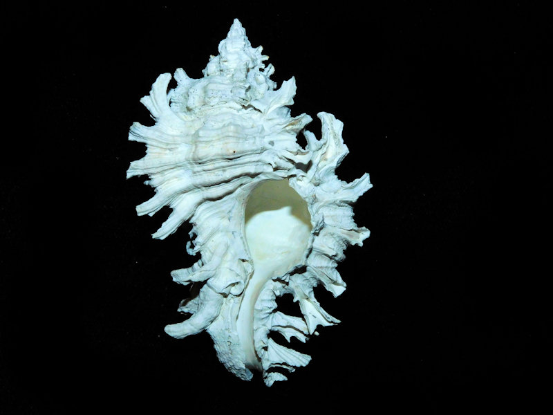 Chicoreus stephensae 2 ¾” or 68.67mm."Museum Quality" #700415