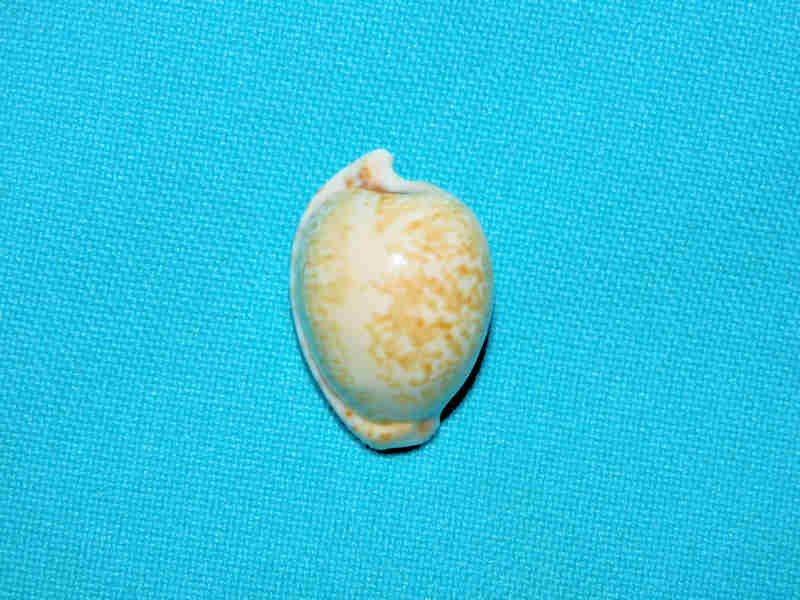 Cypraeovula algoensis 1” or 26.74mm "Old Collection" Lot#901278JB (image for) Cypraeovula algoensis 1” or 26.74mm "Old Collection" Lot#901278JB