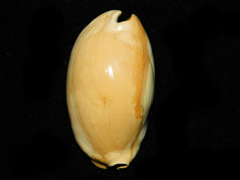 Akleistostoma olssoni 3" or 75.43mm. "Gorgeous" #700419
