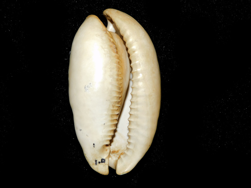 Akleistostoma olssoni 3" or 75.43mm. "Gorgeous" #700419