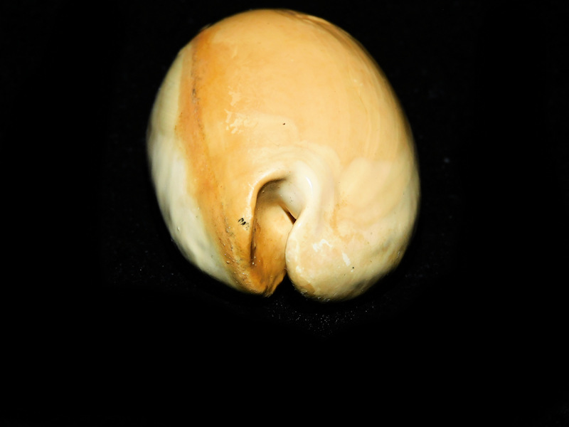 Akleistostoma olssoni 3" or 75.43mm. "Gorgeous" #700419