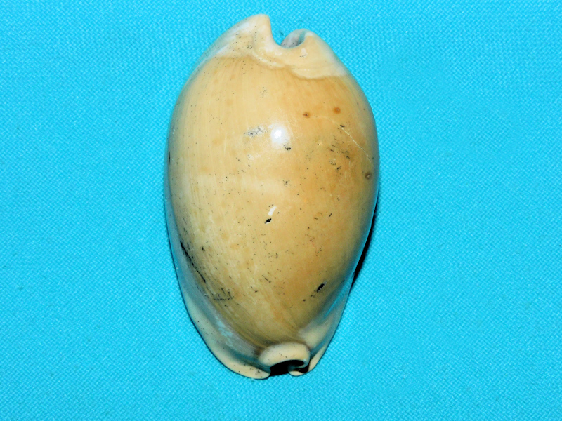 Akleistostoma floridana 2 1/2” or 61.53mm.Gorgeous#600029 Akleistostoma floridana 2 1/2” or 61.53mm.Gorgeous#600029