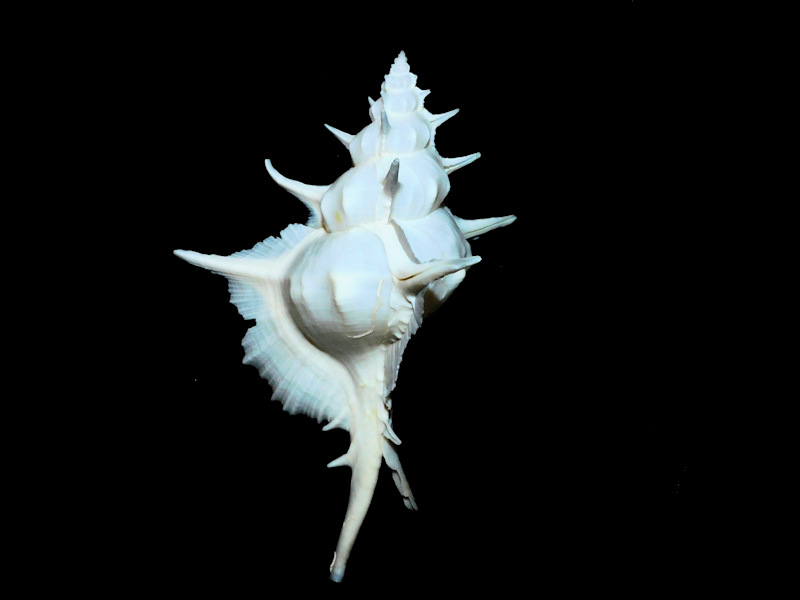 Siratus alabaster 2 7/8” or 149.54mm. "Lovely" #700064 Siratus alabaster 2 7/8” or 149.54mm. "Lovely" #700064