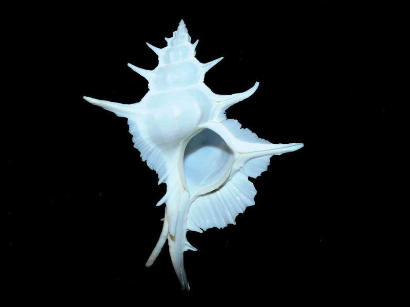 Siratus alabaster 2 7/8” or 149.54mm. "Lovely" #700064