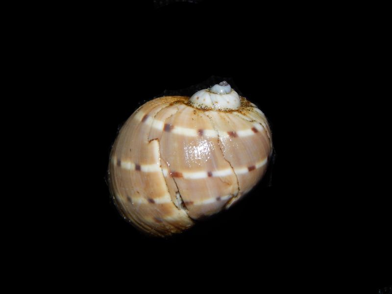 Glyphepithema alapapilionis alapapilionis w/o-Lot#11132 Glyphepithema alapapilionis alapapilionis w/o-Lot#11132