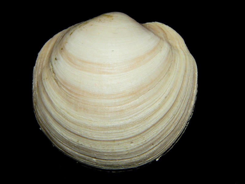 Anodontia alba 2 1/4"-Golden Gate Member-Lot#16501 Anodontia alba 2 1/4"-Golden Gate Member-Lot#16501