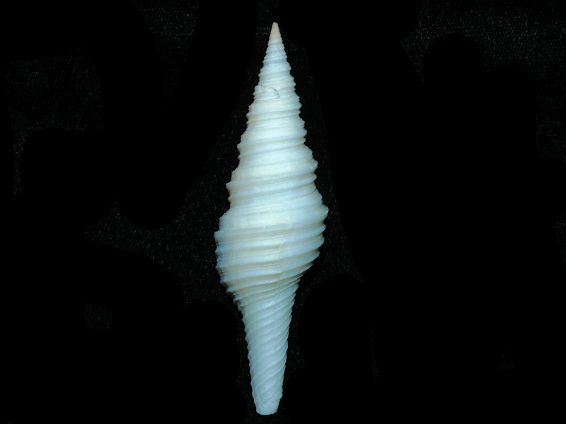 Polystira albida 2 5/8" or 66.78mm. w/o#17726 Polystira albida 2 5/8" or 66.78mm. w/o#17726
