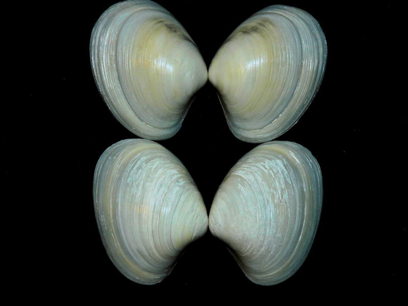 Pitar albidus(2) 2” or 50.48mm & 2” or 51.18mm. #17418 Pitar albidus(2) 2” or 50.48mm & 2” or 51.18mm. #17418