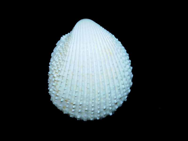 Trachycardium egmontianum 1 ¾” or 42.06mm."Albino"#17494