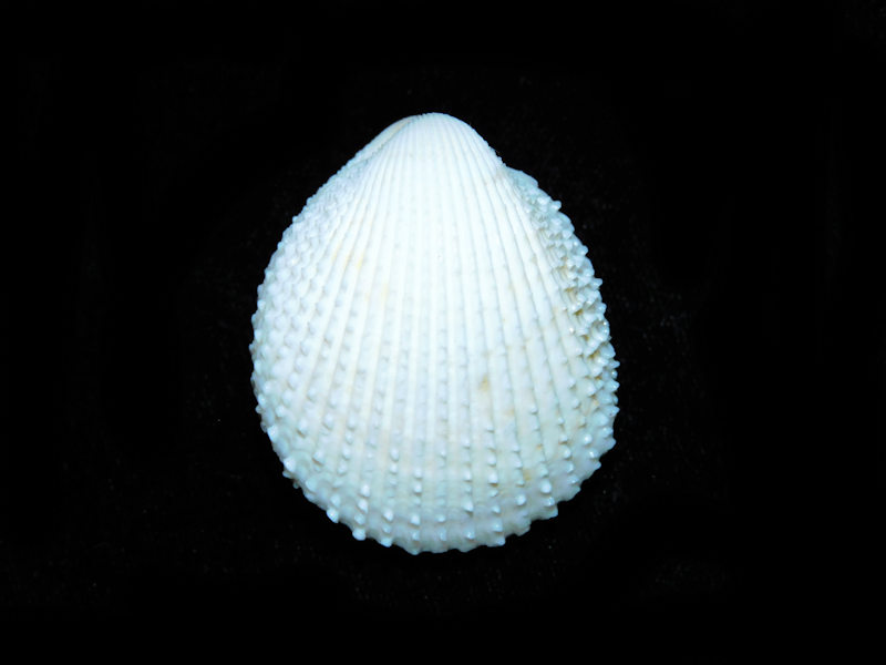 Trachycardium egmontianum 1 ¾” or 42.06mm."Albino"#17494 - Click Image to Close