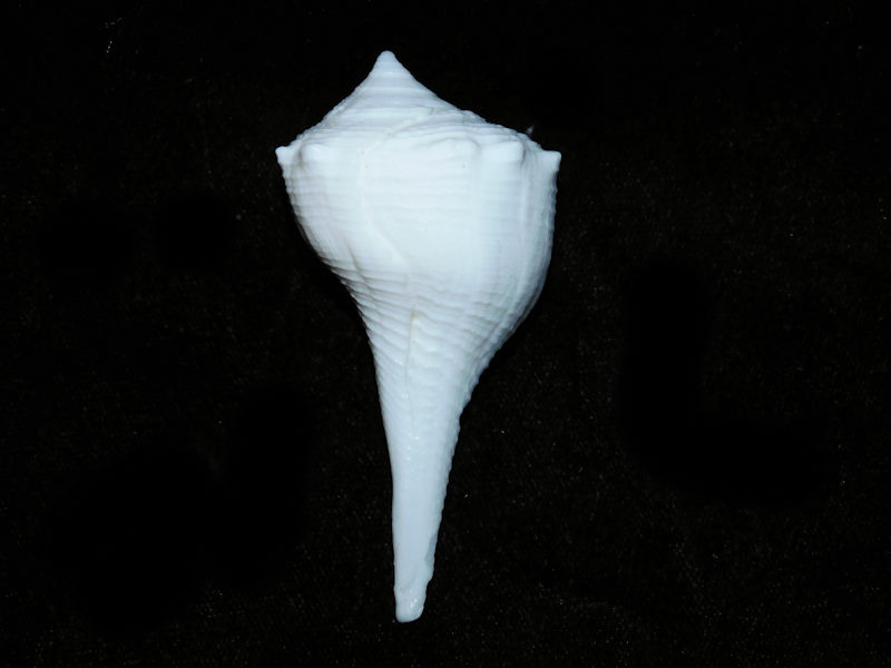 Sinistrofulgur sinistrum 2 ¾” or 68.52mm. w/o "Albino"#700672 Sinistrofulgur sinistrum 2 ¾” or 68.52mm. w/o "Albino"#700672