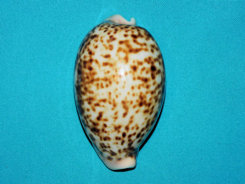 Cypraea pantherina albotinens 3 1/8” or 77.49mm. "Dahlak #700200 - Click Image to Close