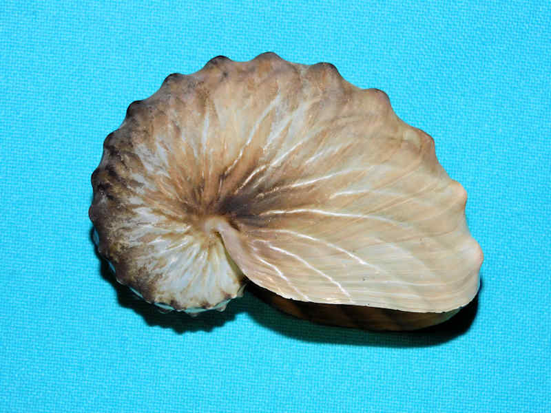 Argonauta Hians 2 7/8” or 72.76mm. "Dark" #700194 Argonauta Hians 2 7/8” or 72.76mm. "Dark" #700194