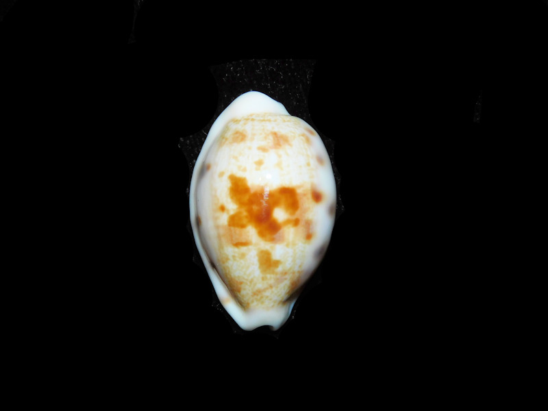 Talostolida pelluscens alisonae 1 1/8” or 27.40mm "Oahu, Hawaii" LOT#901323JB (image for) Talostolida pelluscens alisonae 1 1/8” or 27.40mm "Oahu, Hawaii" LOT#901323JB