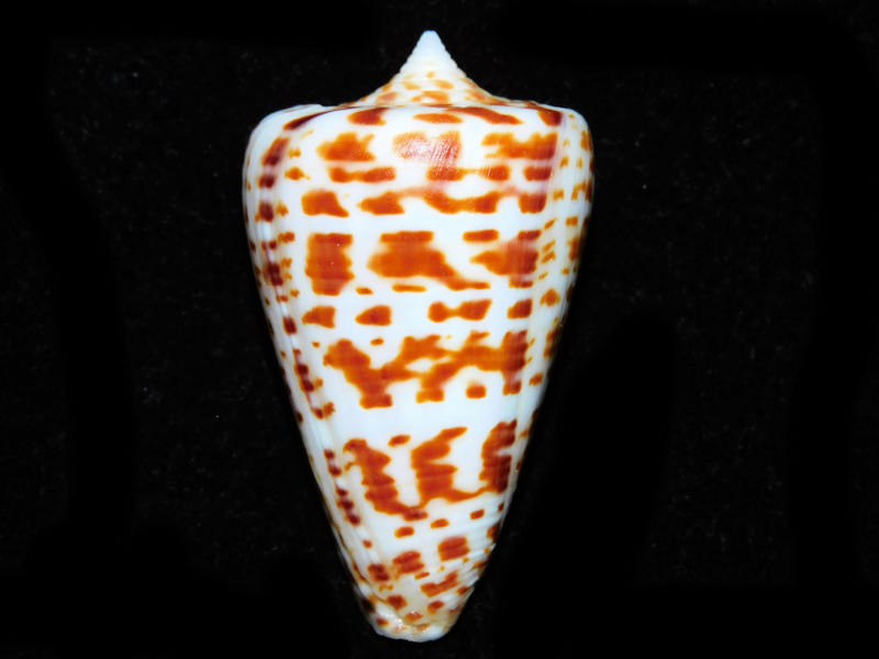 Conus (Lindaconus) spurius 2 ¼” or 55.05mm. "Lovely"#700647 Conus (Lindaconus) spurius 2 ¼” or 55.05mm. "Lovely"#700647